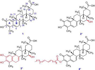 Native Endophytes of Tripterygium wilfordii-Mediated Biotransformation Reduces Toxicity of Celastrol